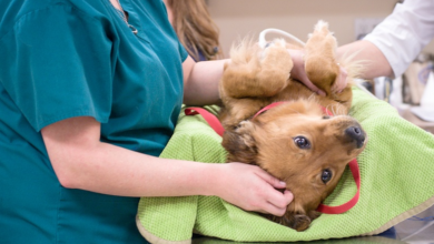 Veterinary Surgery: Advancing Animal Care