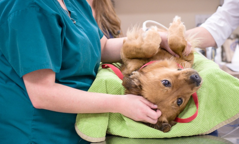 Veterinary Surgery: Advancing Animal Care