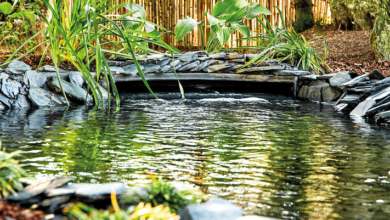 Oase Pond Supplies to Keep Your Water Fresh & Clean